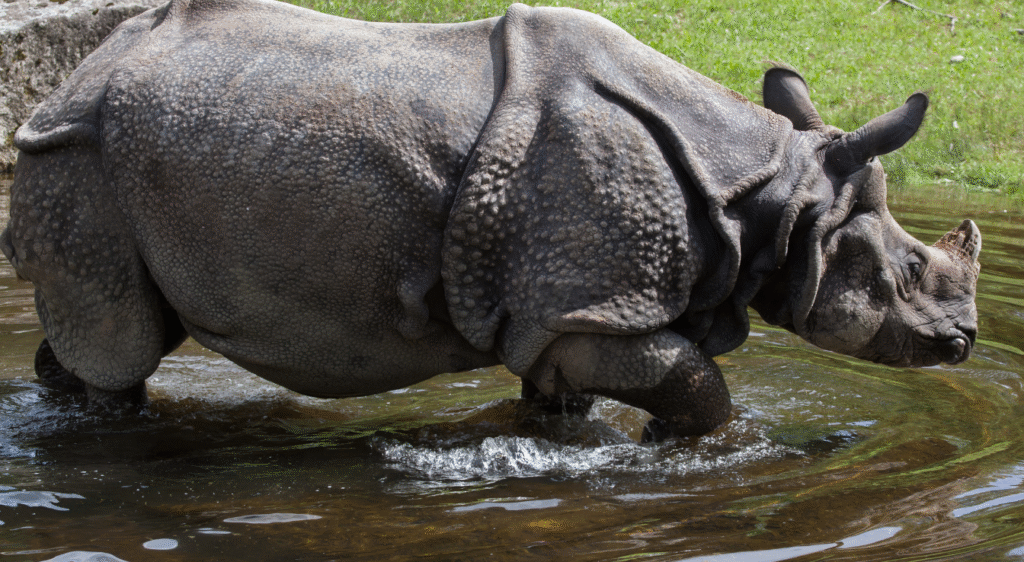 Rhinocéros indien