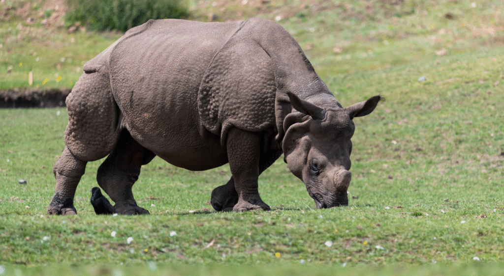 Rhinocéros indien