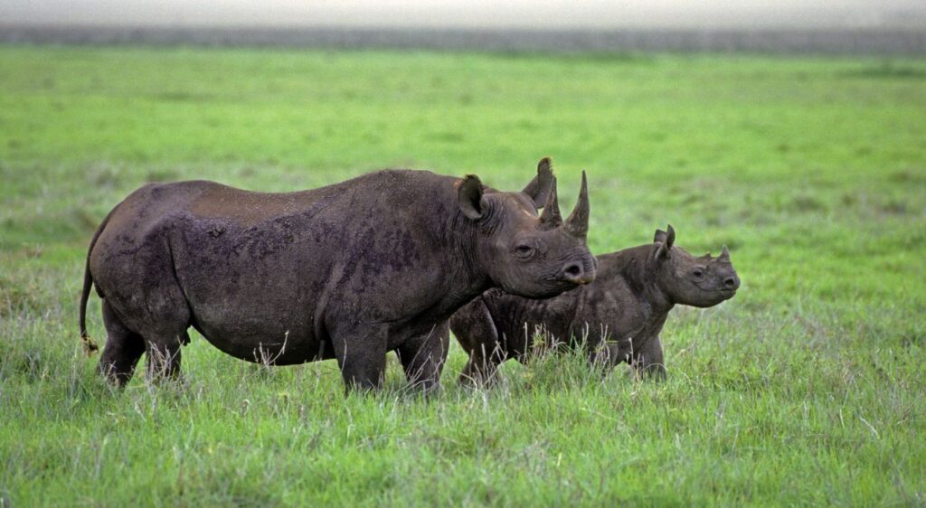 Rhinocéros noir