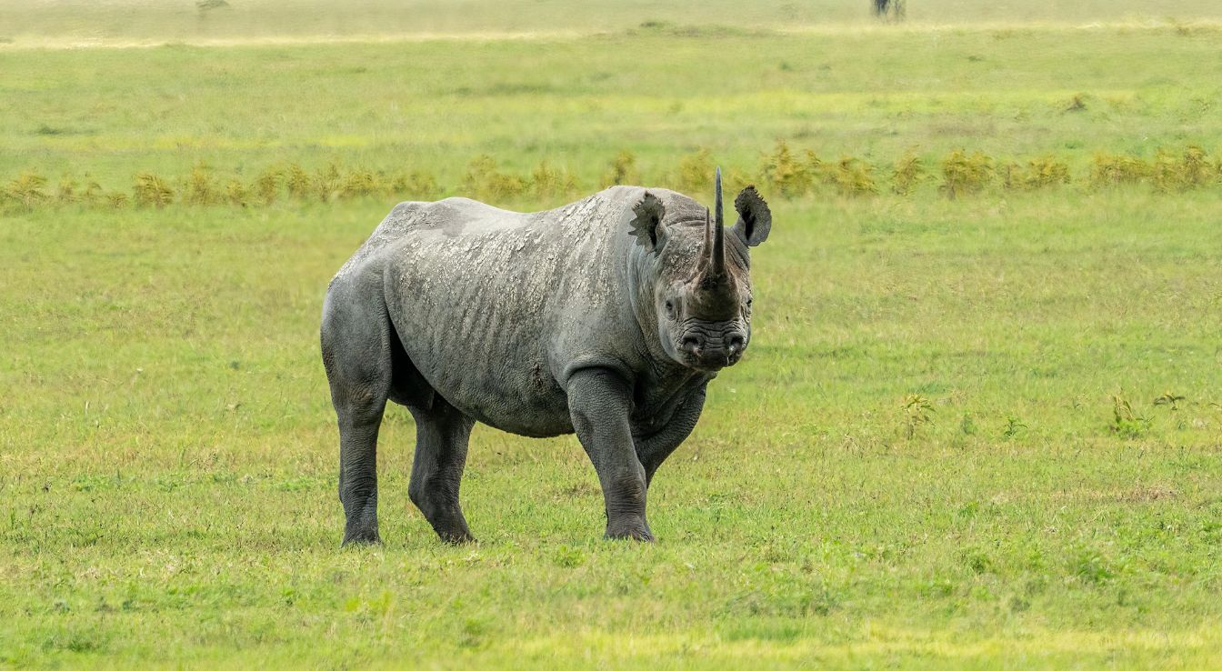 Rhinocéros noir
