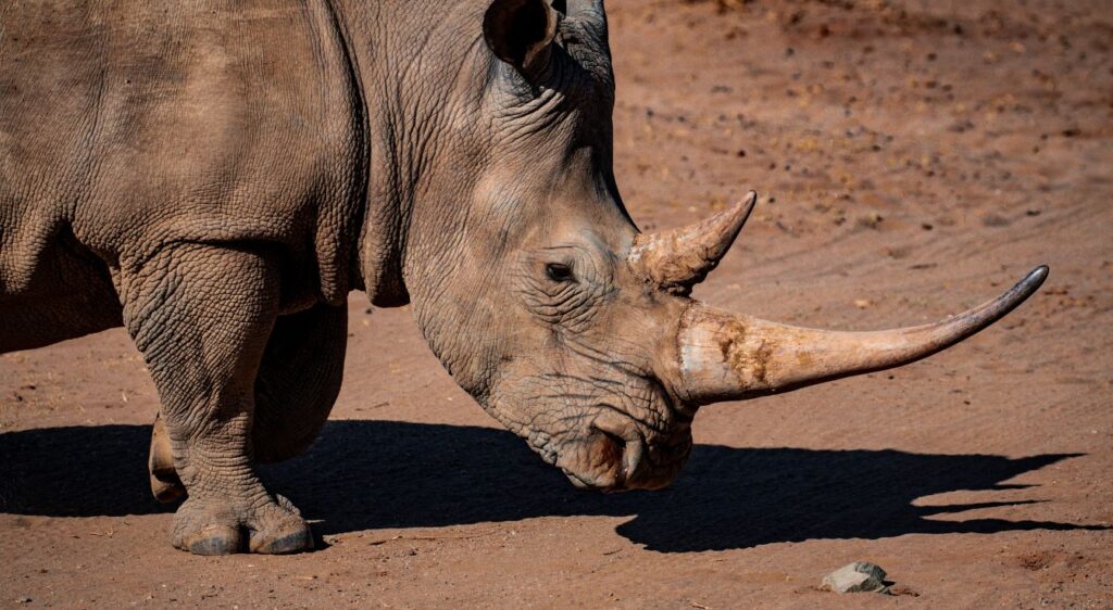 Rhinocéros noir