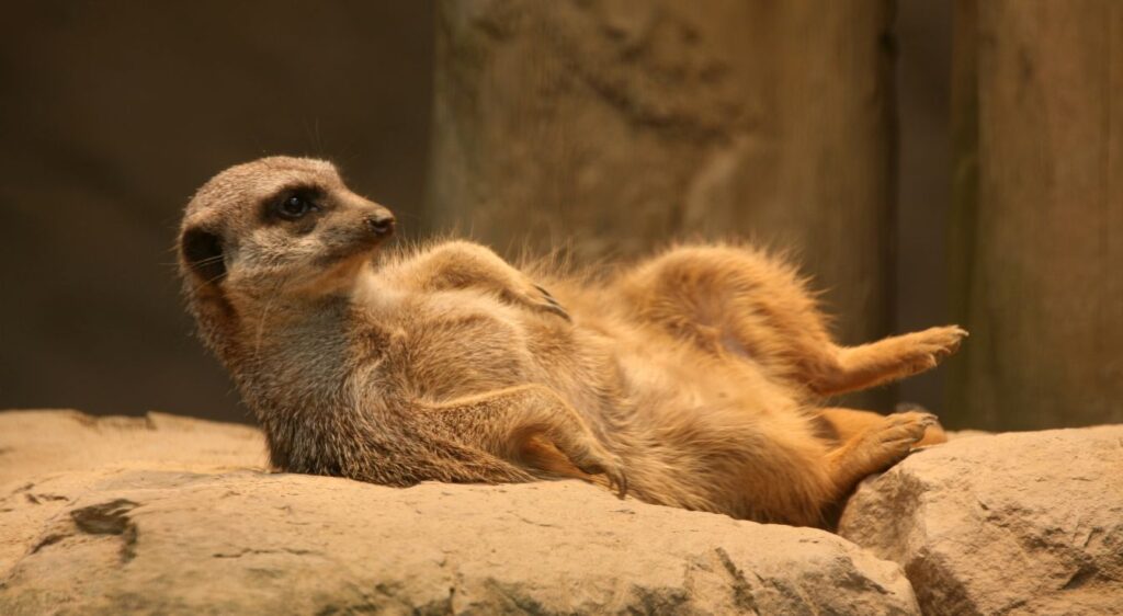 Suricate