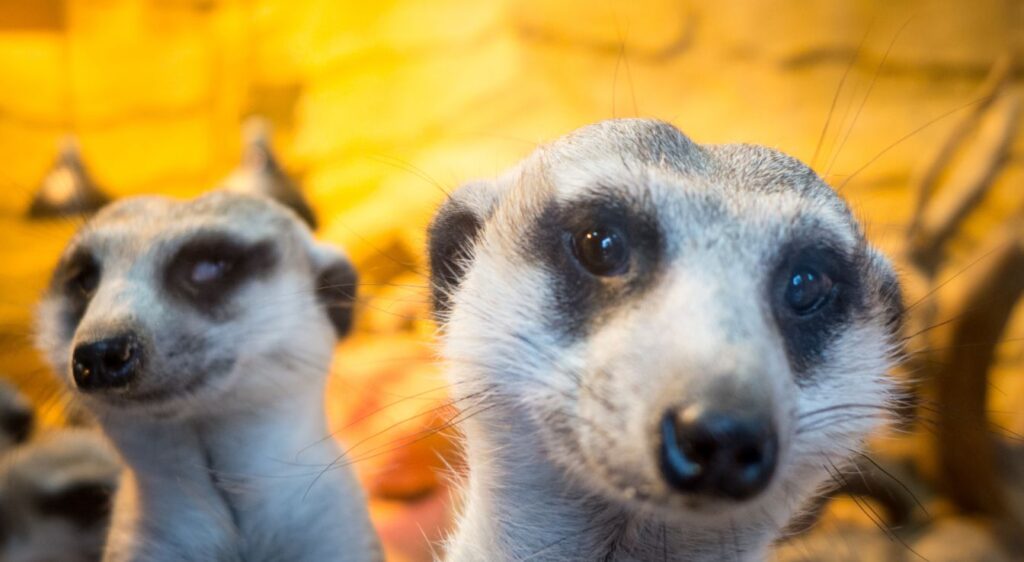Suricate
