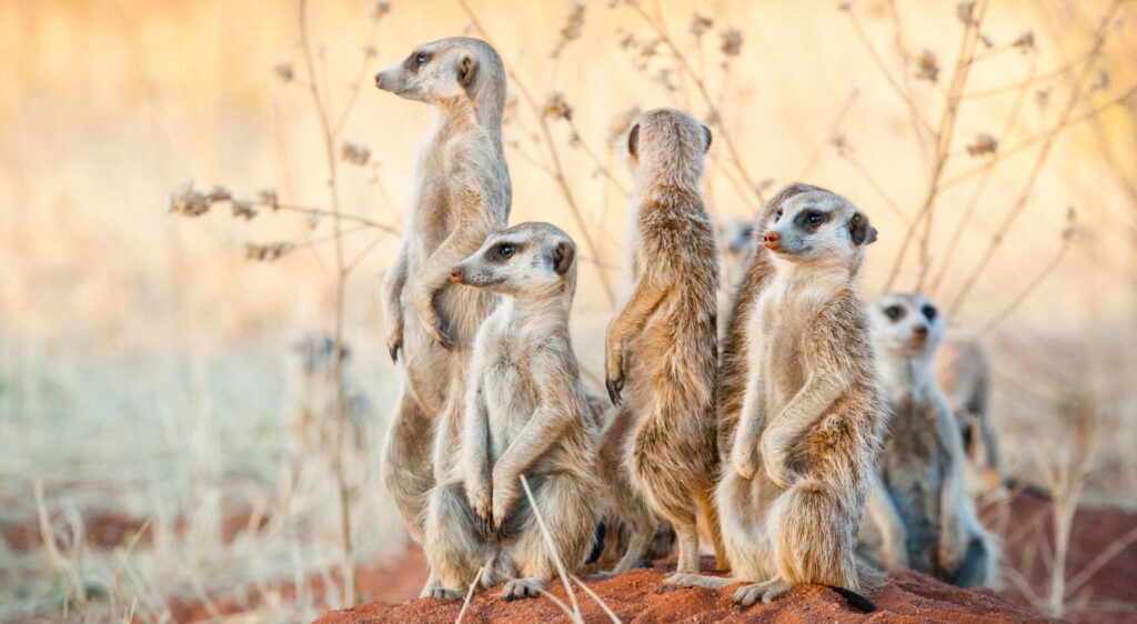 Suricate