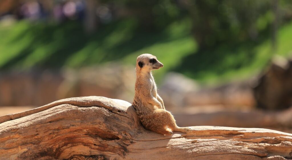 Suricate