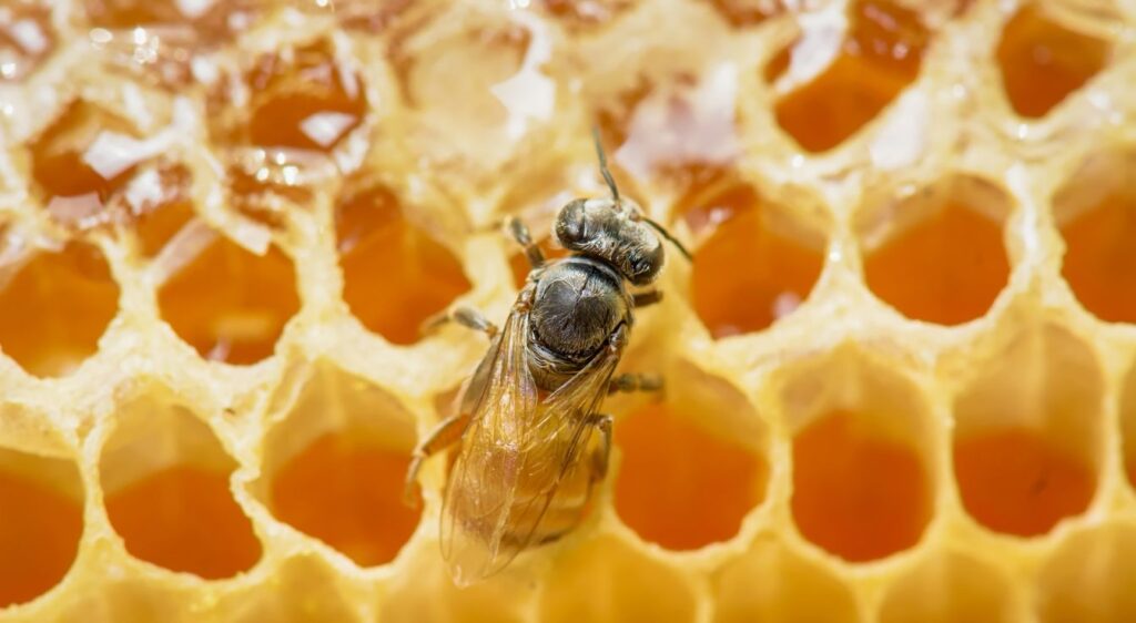 abeilles naines rouges invasives
