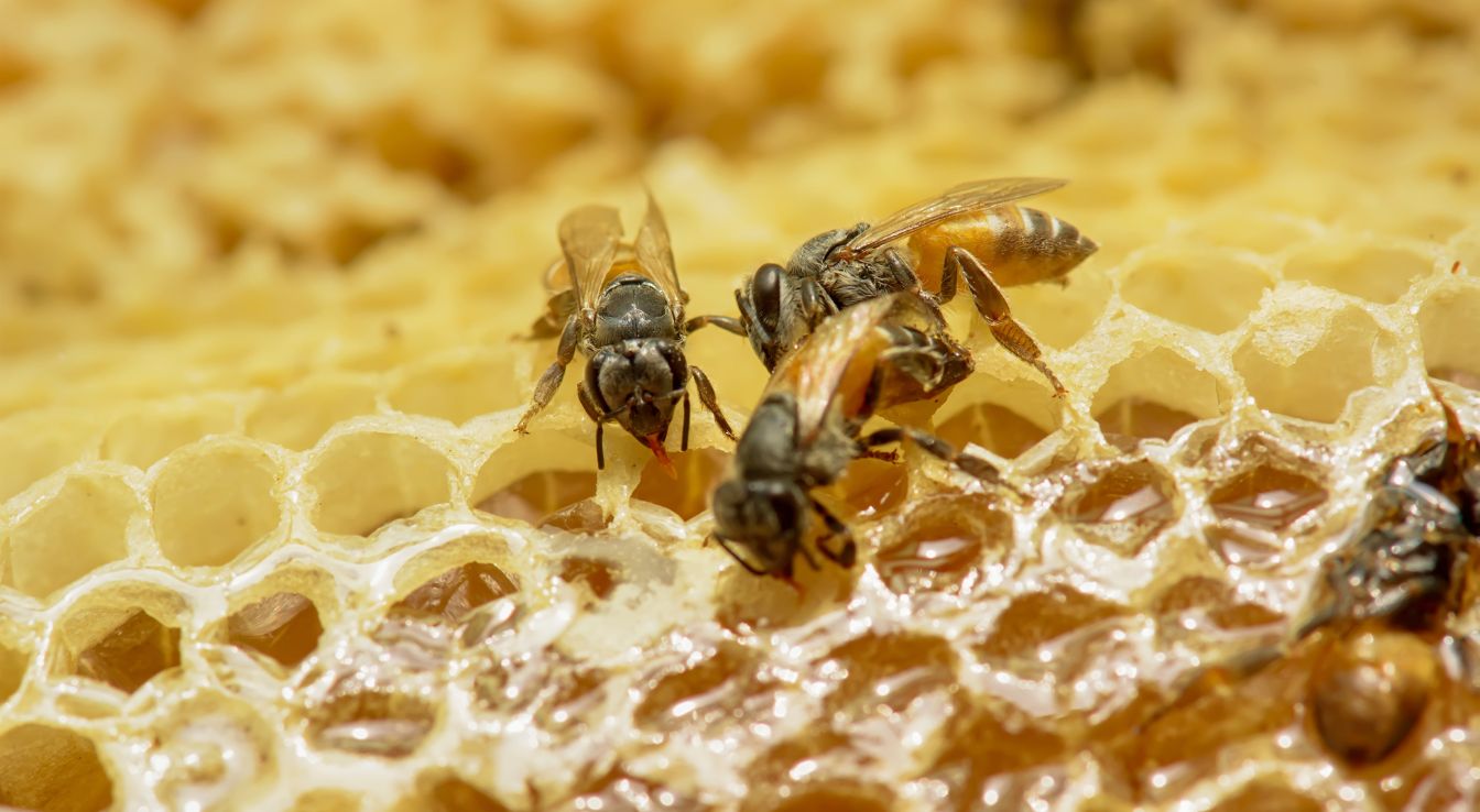 Les abeilles naines rouges