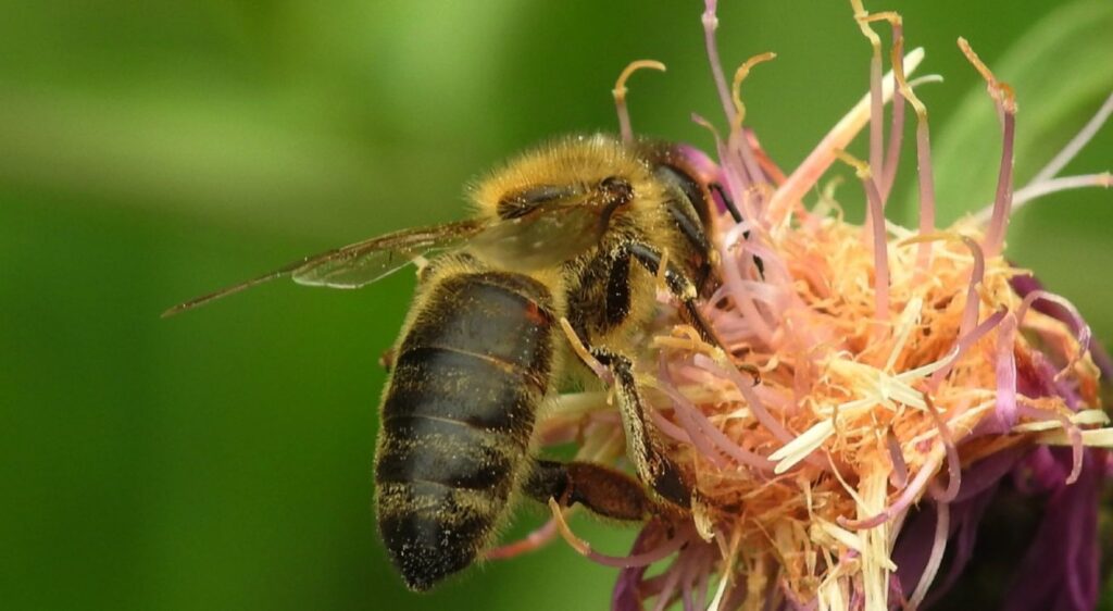Rôle de l'abeille noire dans la biodiversité