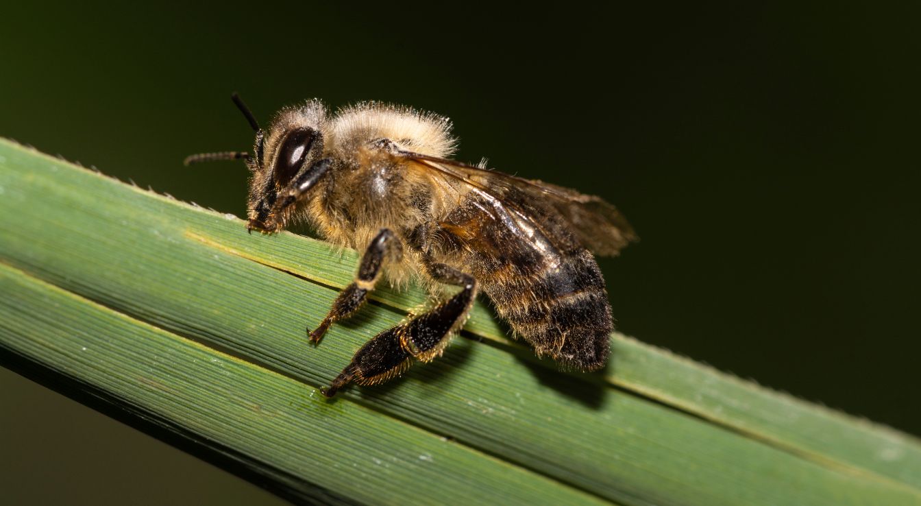 abeille noire