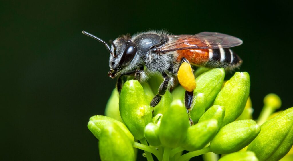 Abeilles Naines Rouges
