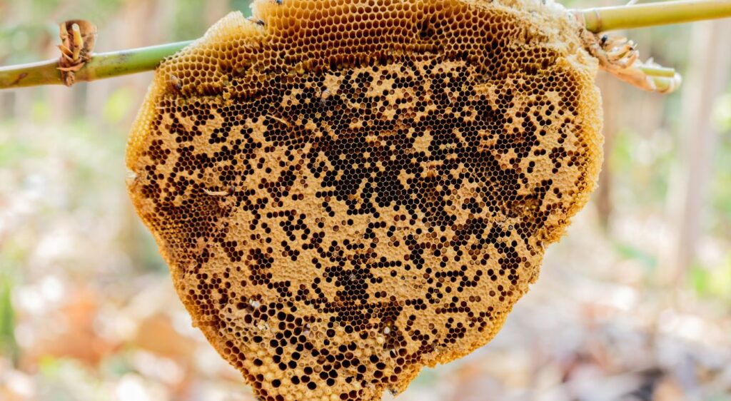 Abeilles Naines Rouges nid