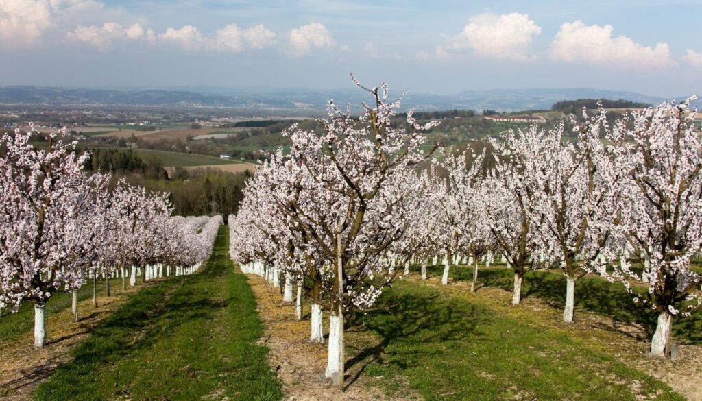 Abricotiers en fleurs