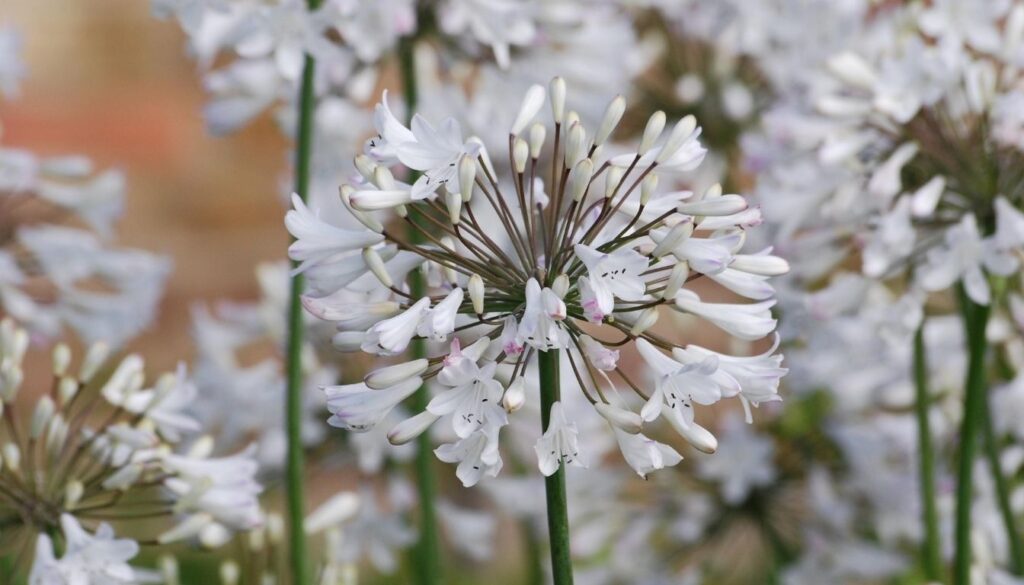 Agapanthe blanche