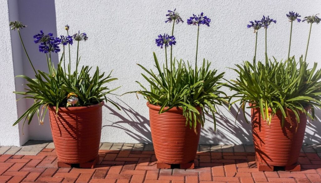 Agapanthe en pot