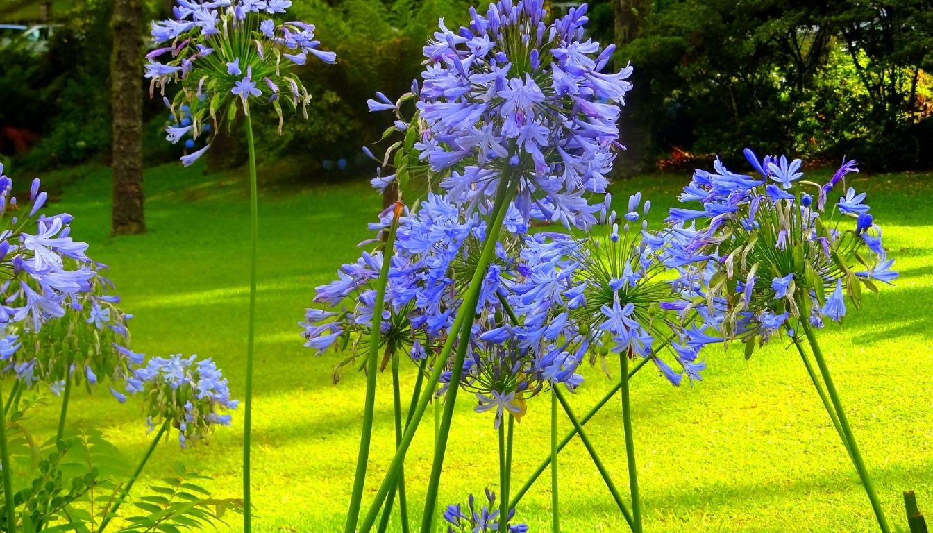 Agapanthe