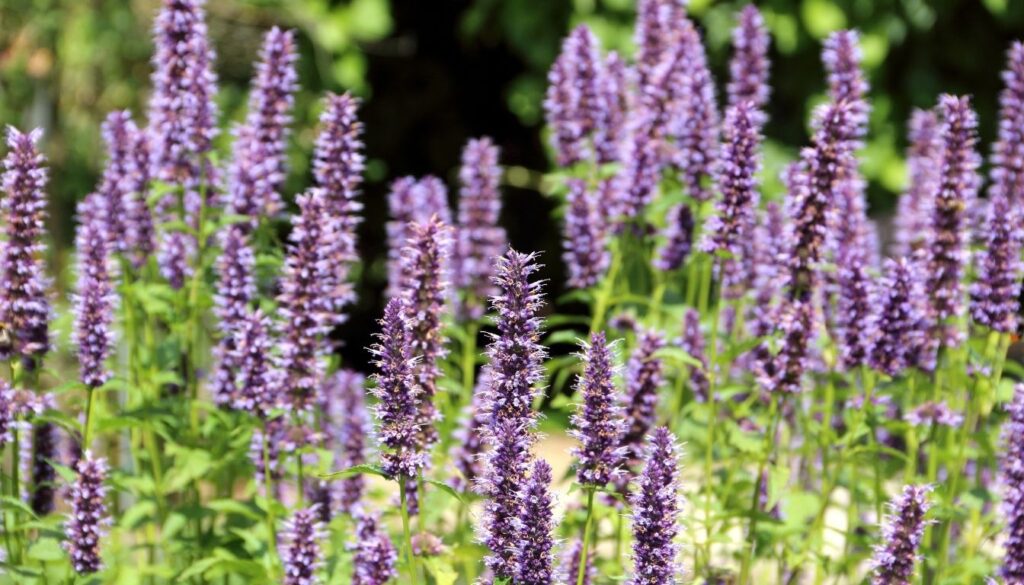 Agastache rugosa