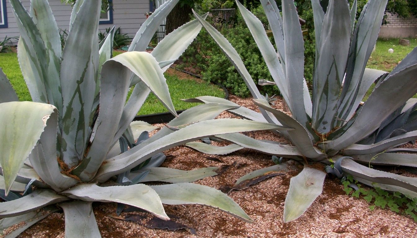 Agave
