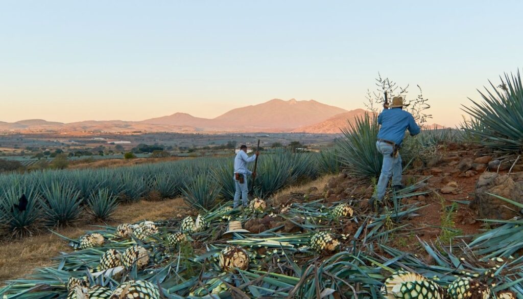 Agaves récolte