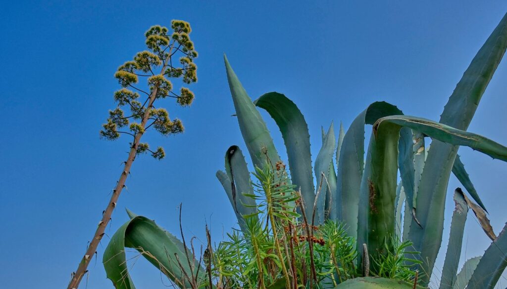 Agave americana