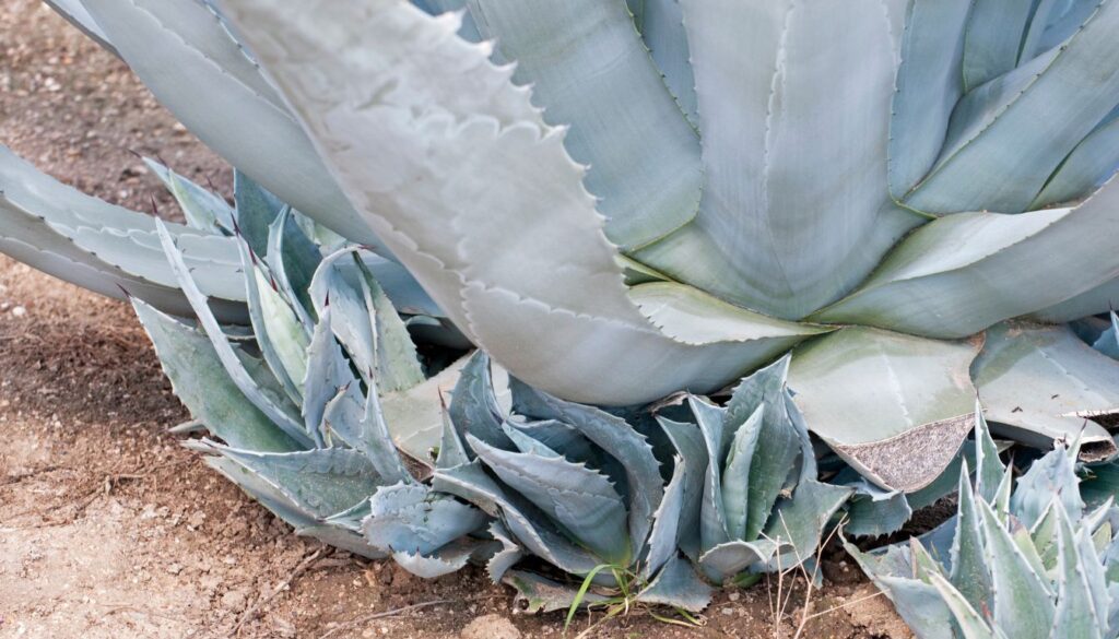 Agave pups