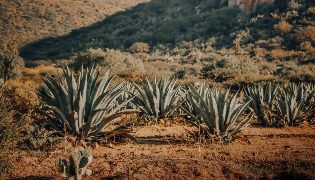 Agave sauvage