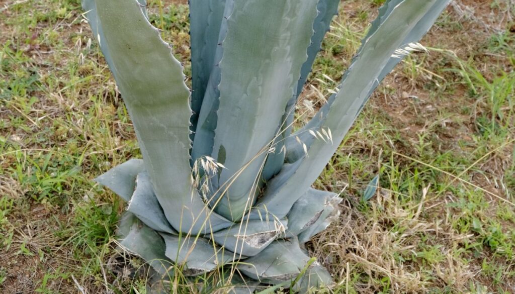 Agave Taille