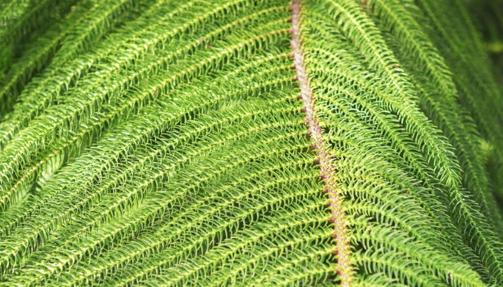 Araucaria heterophylla aiguilles