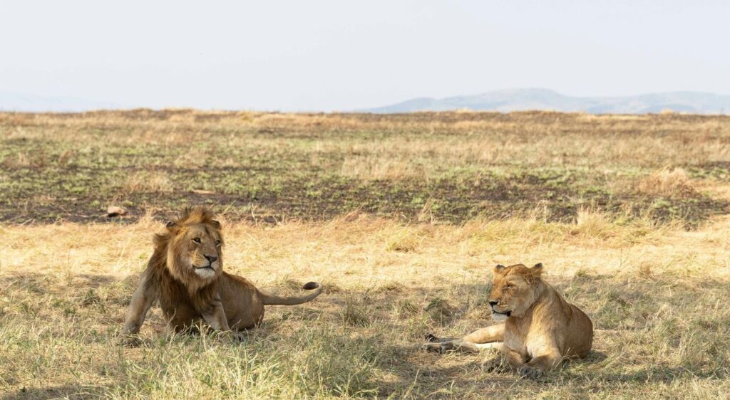 animaux de la savane