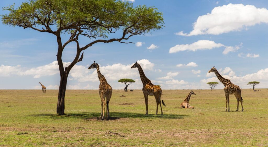 animaux de la savane