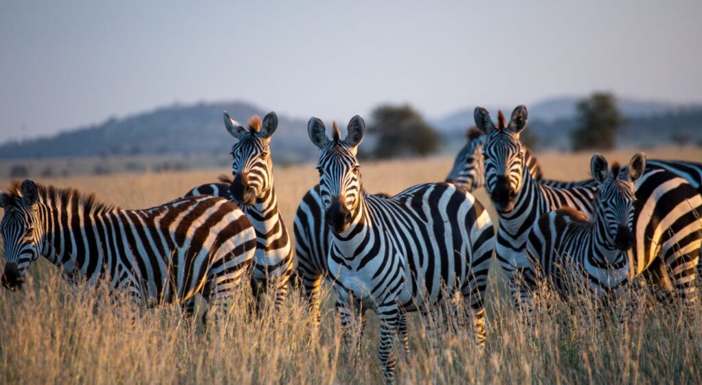 animaux de la savane