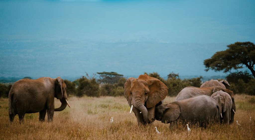 animaux de la savane
