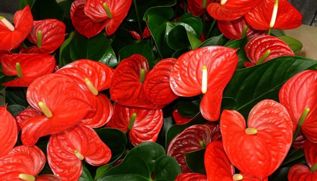 Anthurium