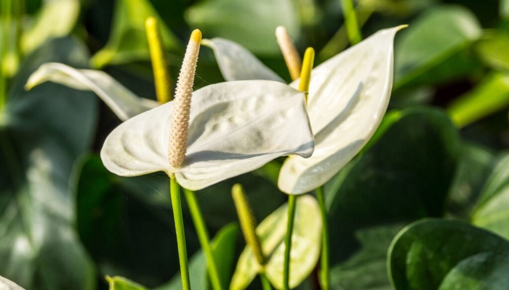 Anthurium blanc