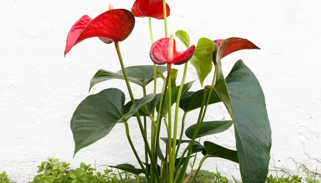 Anthurium maladies