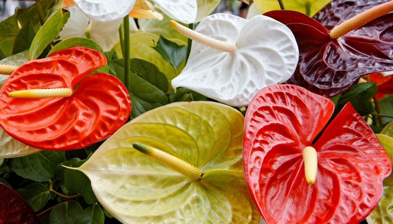 Anthurium