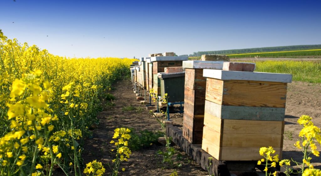 Apiculture définition