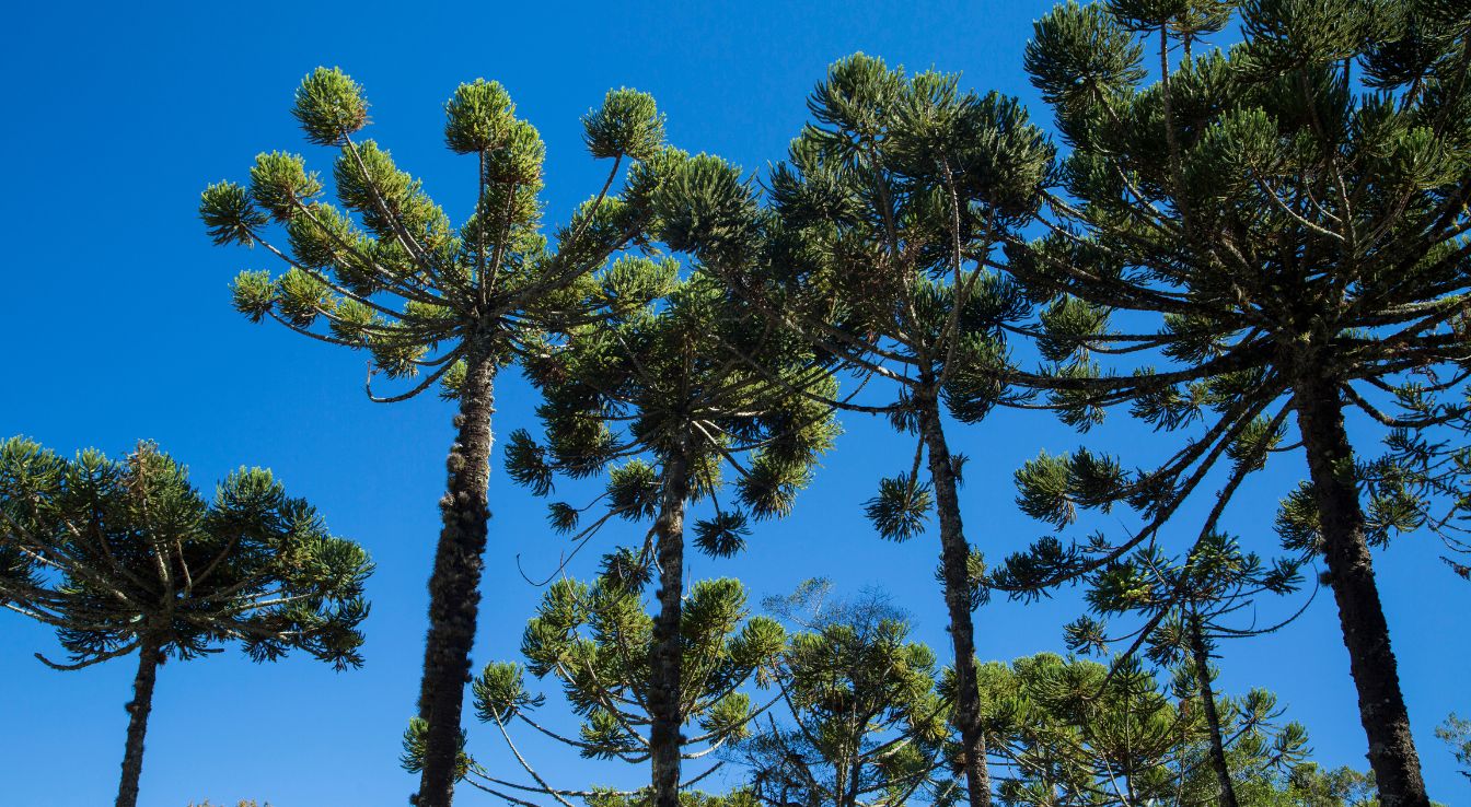 araucaria angustifolia arbre