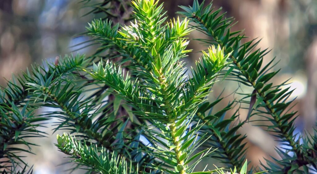 araucaria angustifolia aiguilles