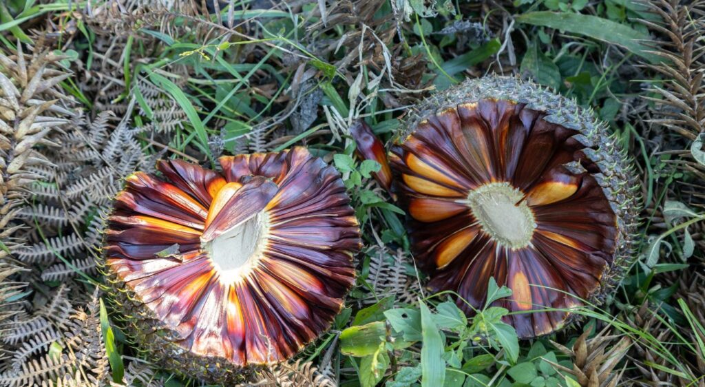 Araucaria angustifolia graines