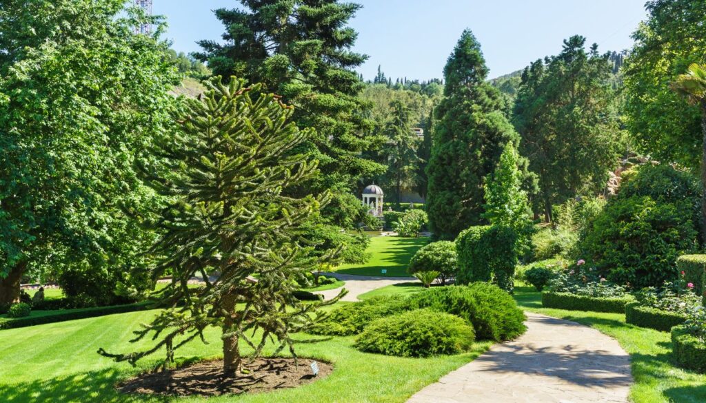 Araucaria araucana désespoir des singes