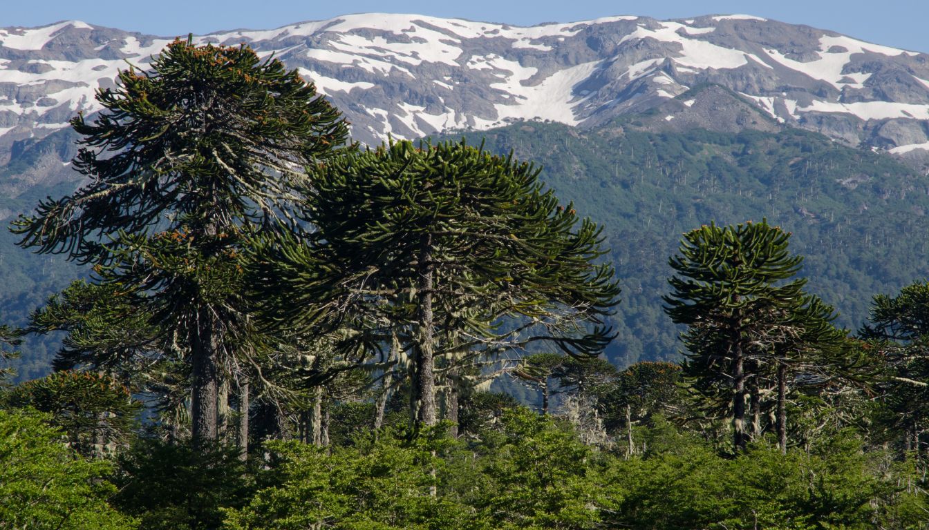 Araucaria araucana