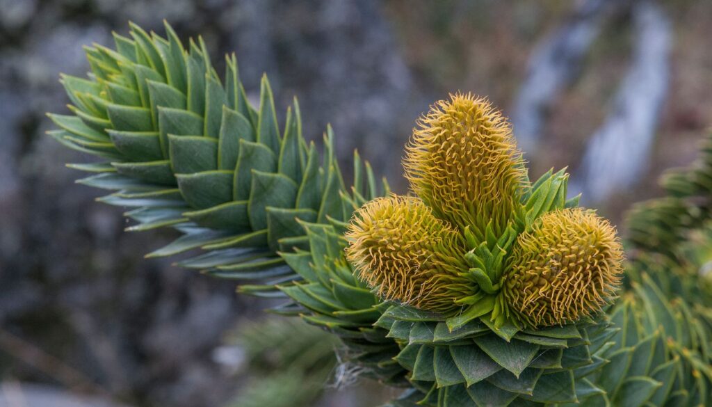 Araucaria araucana