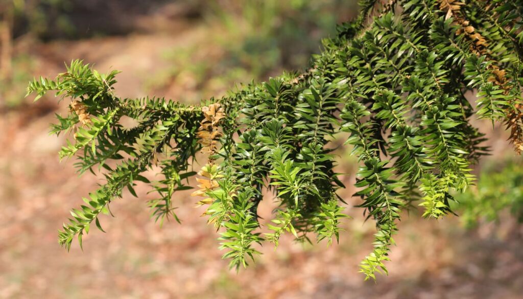 Araucaria bidwillii 