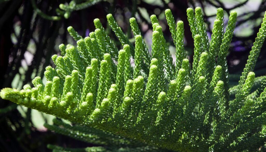 Araucaria columnaris