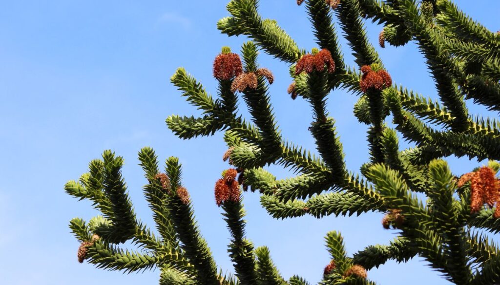 Araucaria du chili