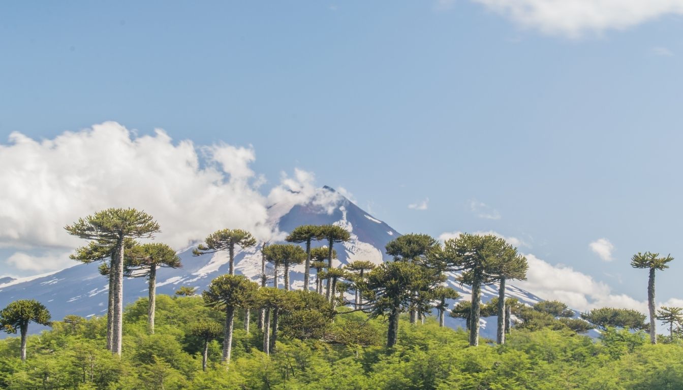 Araucaria Espèces principales