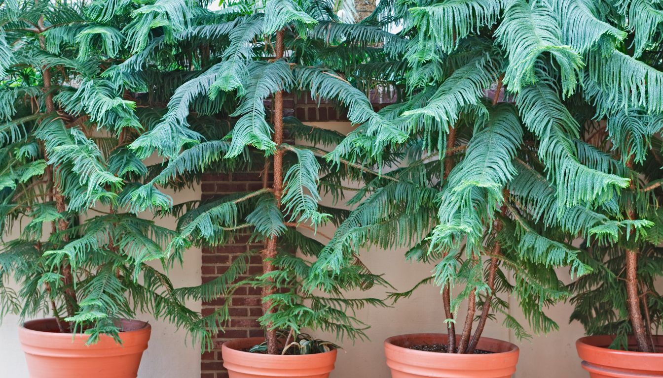 Araucaria heterophylla