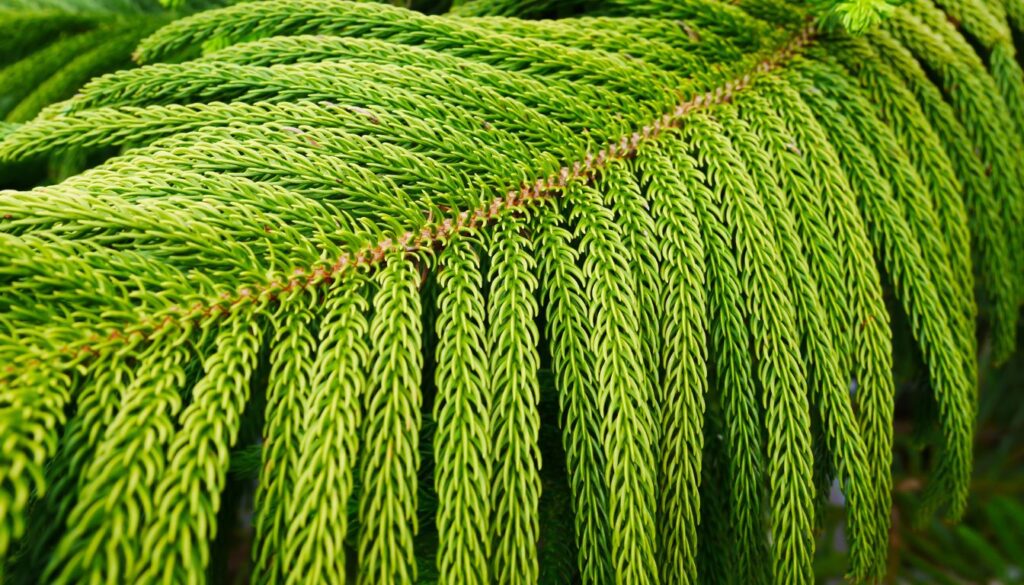 Araucaria heterophylla