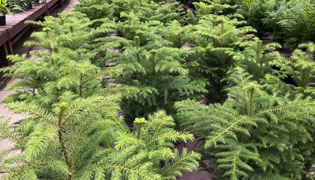 Araucaria heterophylla origine