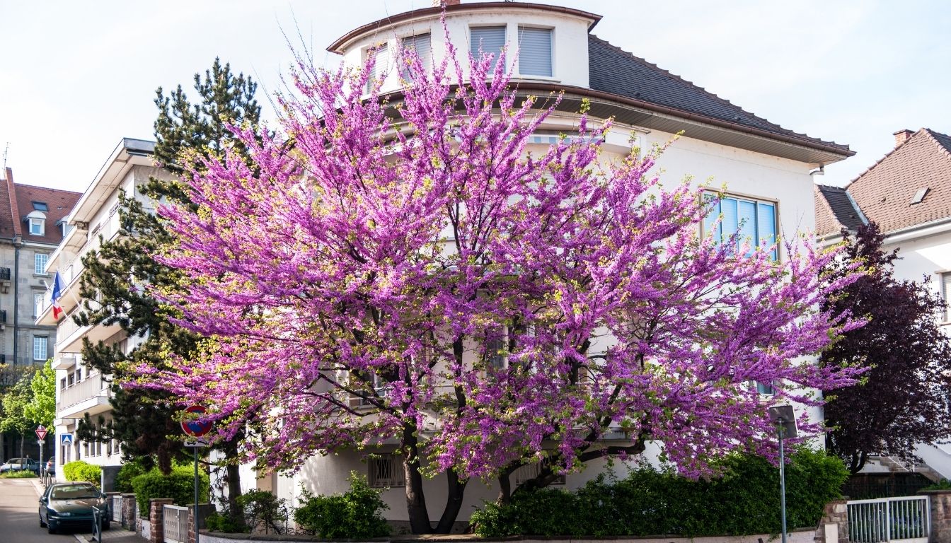 Arbre de Judée